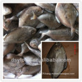 high quality factory of frozen black pomfret